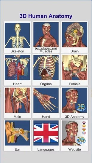 anatomy learning(人卫3d解刨学)