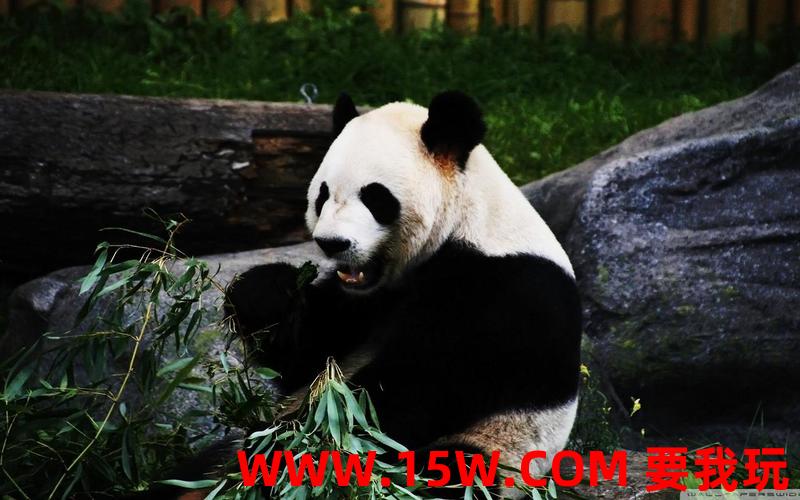 熊猫桌面宠物下载-熊猫桌面软件
