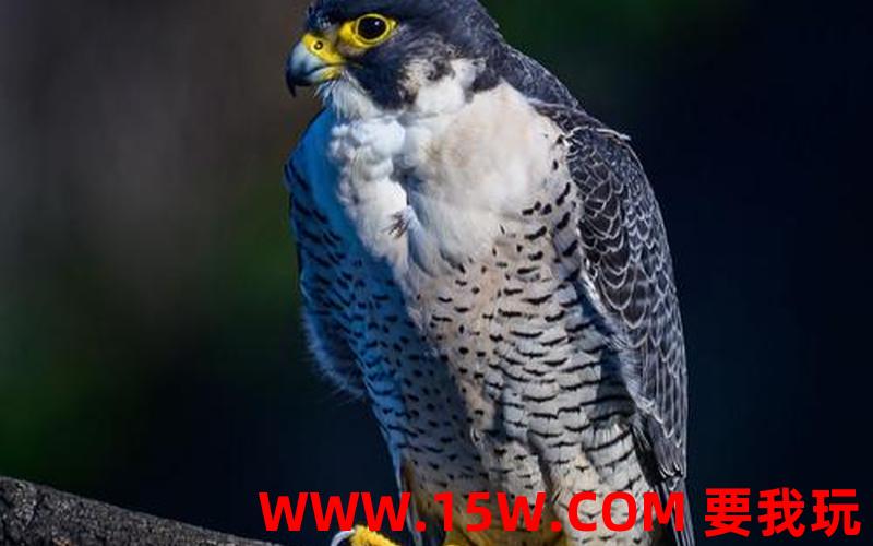 falcons_falcon是什么动物