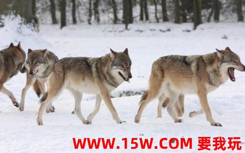 极地狼-极地狼和北美灰狼哪个厉害