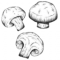 蘑菇识别高手安卓版v1.1