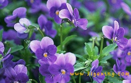 关于紫罗兰,带紫罗兰的植物网名大全